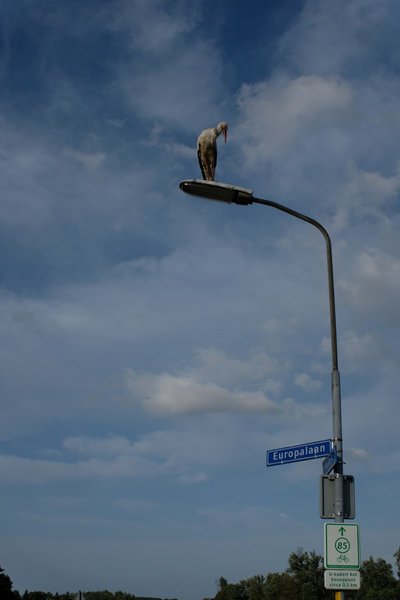 28-7-2018-rondje Nijmegen.jpg