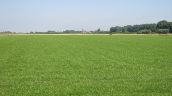 Knipselo.JPG