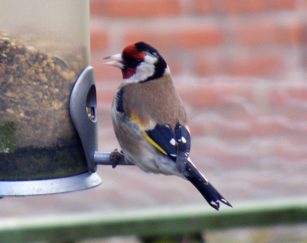 Putter in tuin.jpg