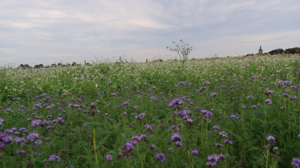 bloemen.jpg