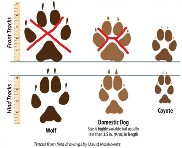 Wolf versus hond en jakhals_LI.jpg