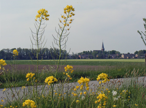 Gele bloemen.jpg