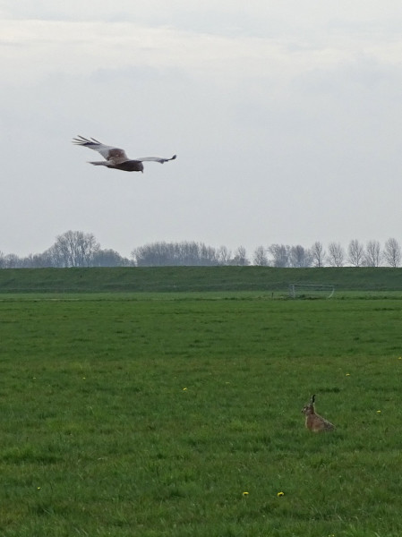 Bruine kiekendief en haas.jpg