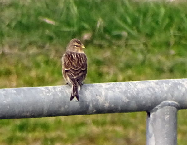 Vogeltje onbekend.jpg