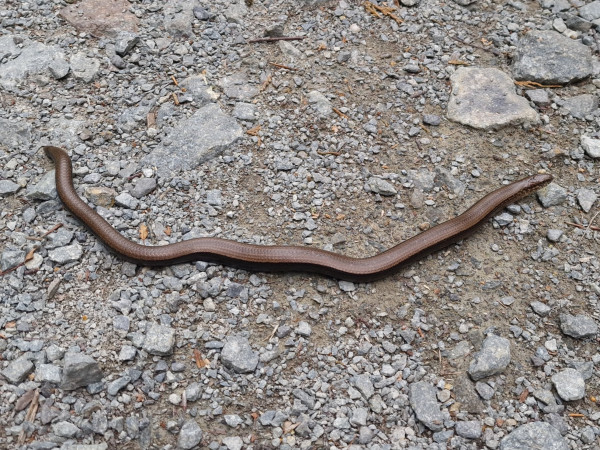 20230722_155849.jpg (1.05 MiB) 1563 keer bekeken 20230722_155849.jpg