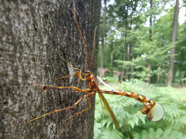 20230722_162943.jpg (761.01 KiB) 1563 keer bekeken 20230722_162943.jpg