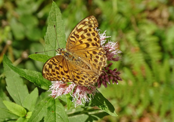 DSC09555.jpg