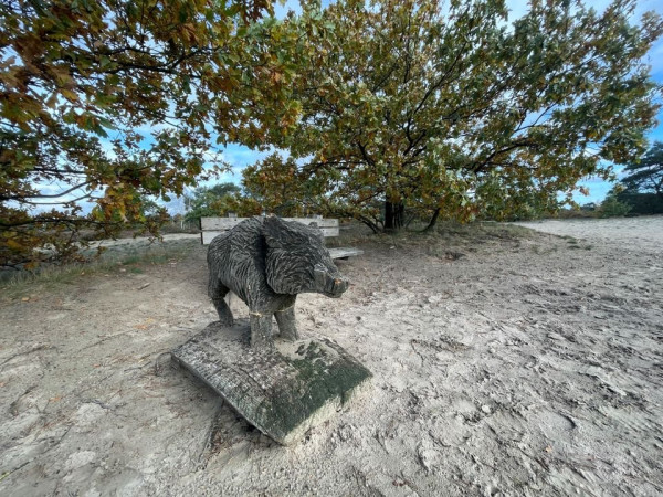 Wild zwijn Otterlo.jpg