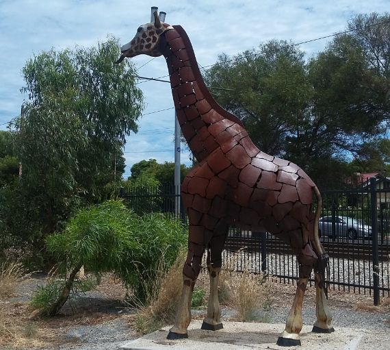 giraf Adelaide 2.jpg