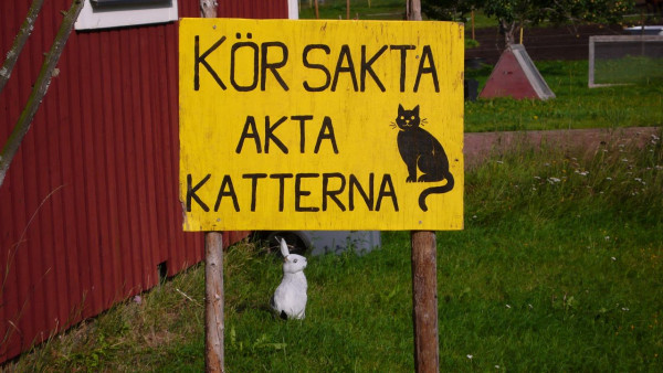 Katterna.jpg