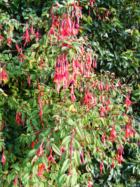 Fuchsias.jpg