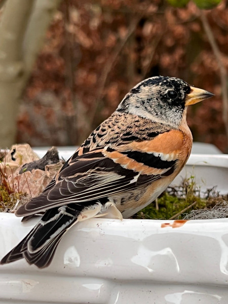 keepje.jpg (505.63 KiB) 1625 keer bekeken keepje.jpg