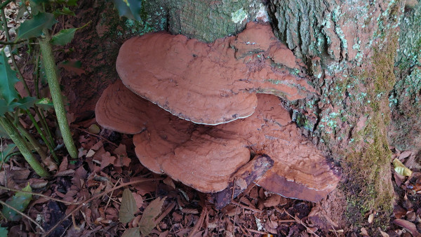 DSC_8325.JPG