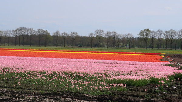 tulpen.JPG