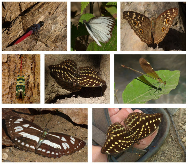 Collage erawan.jpg