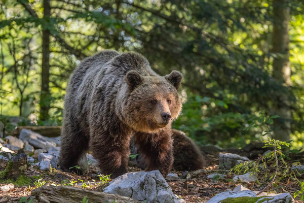 Eurasian_brown_bear_(Ursus_arctos_arctos)_female_1.jpg