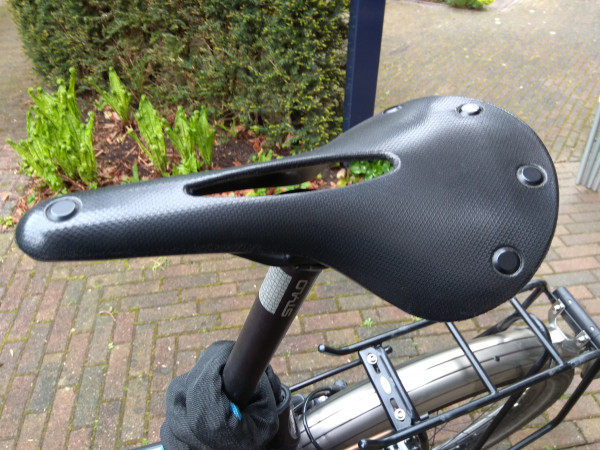 cambium1.jpg