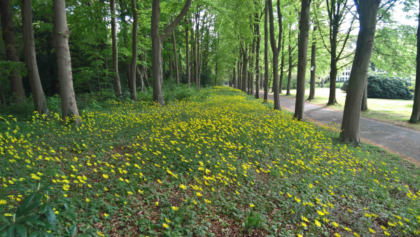 20200430_Gele bloemen - kl.jpg