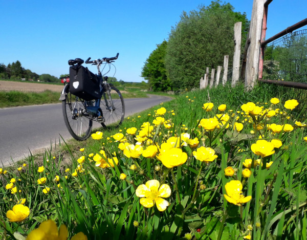 20200505_174936 buttercup.jpg